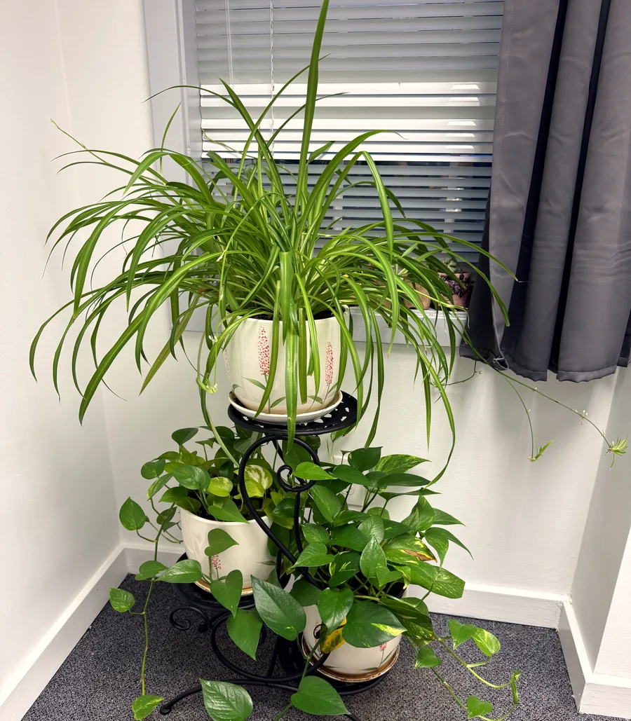 Spider plant and trailing pothos on a black iron stand beside a window in our McLean clinic